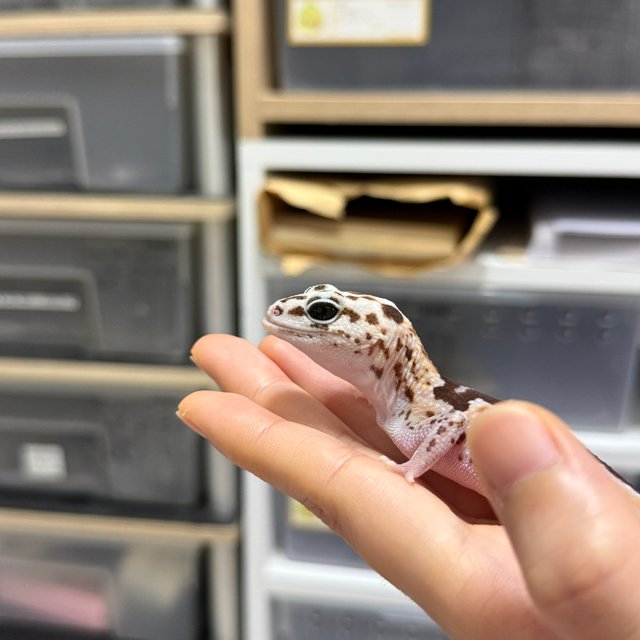 화이트아웃 줄루 헷 고스트 헷 오레오