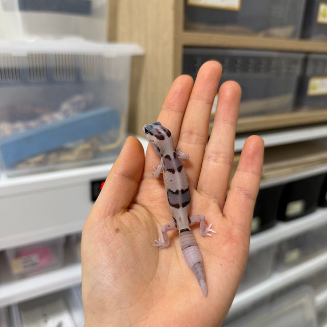 화이트아웃 헷 오레오