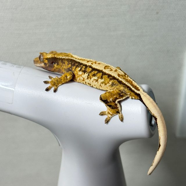 트라이 익스트림할리퀸