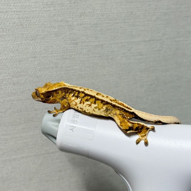 트라이 익스트림할리퀸