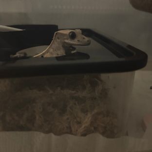 세이블