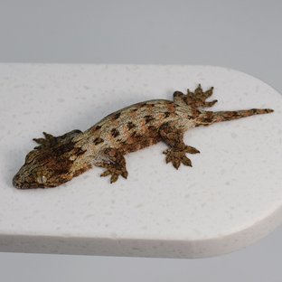 GT 레드바 하이 컬러