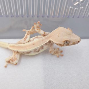 레드 릴리화이트