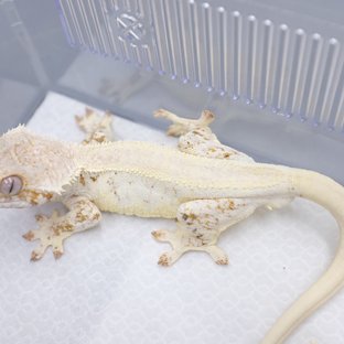 Lilly White