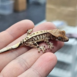 카푸치노 트라이