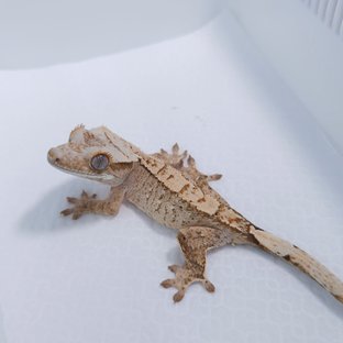 옐로우 크림 드리피