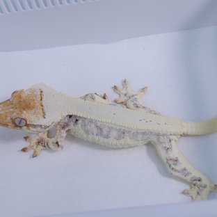 Lilly White
