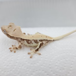 Lilly 100% Het Axanthic