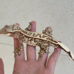 노멀 레드 화이트스팟 트라이