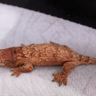 Draco