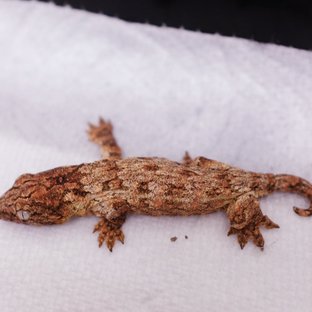 Draco