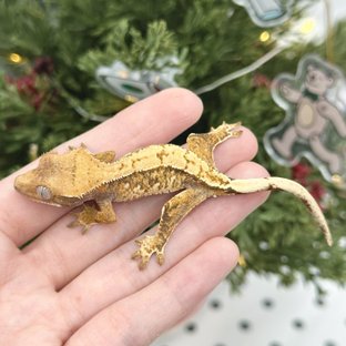 노멀 옐로우 트라이 화이트스팟 익스트림할리퀸