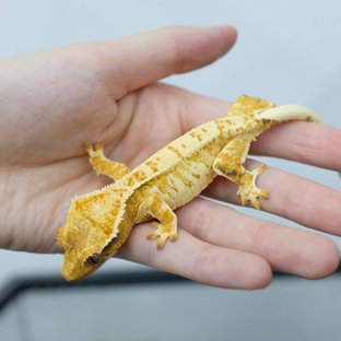 트라이 익스트림할리퀸