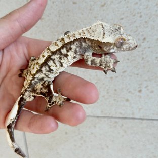 노멀 트라이 화이트스팟