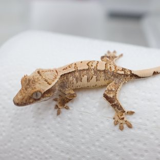 Normal Tri Extreme Harlequin