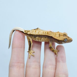 100% Het Axanthic