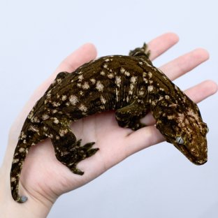 GT