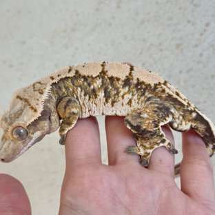 노멀 화이트스팟 트라이