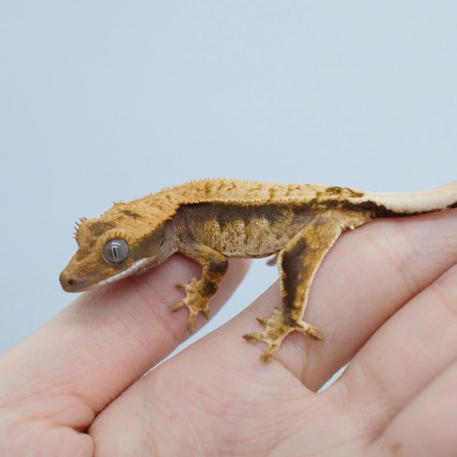 100% Het Axanthic