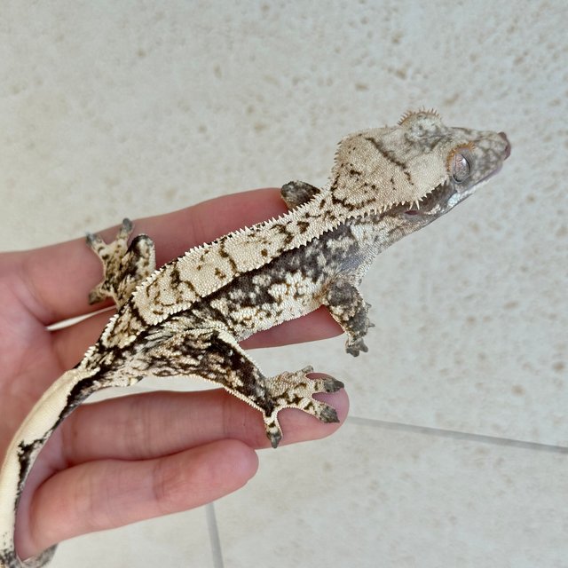 노멀 트라이 화이트스팟