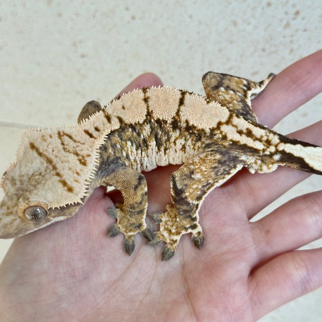 노멀 화이트스팟 트라이