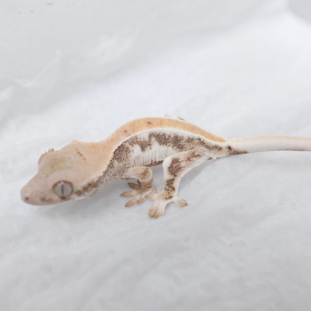 Lilly White