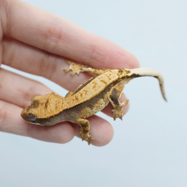 100% Het Axanthic