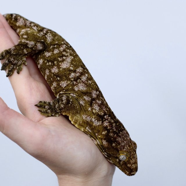 GT