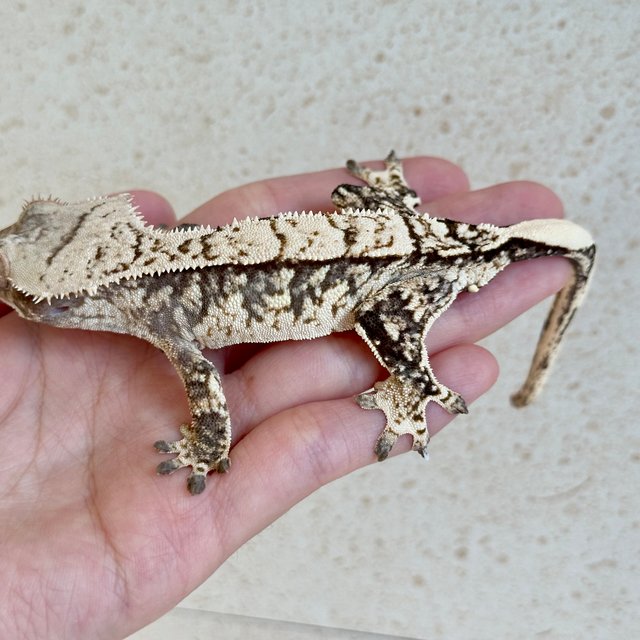 노멀 트라이 화이트스팟