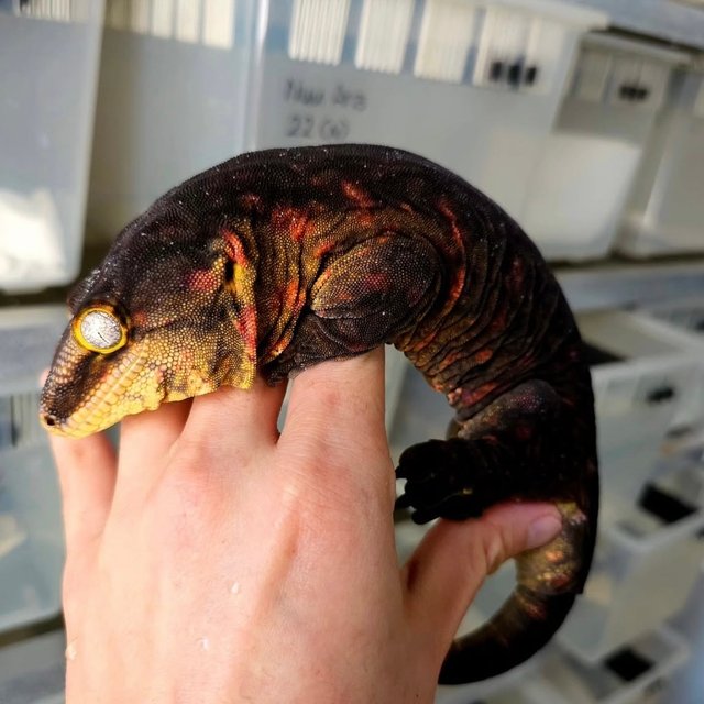 Leapin Leachies Darth maul Melanistic