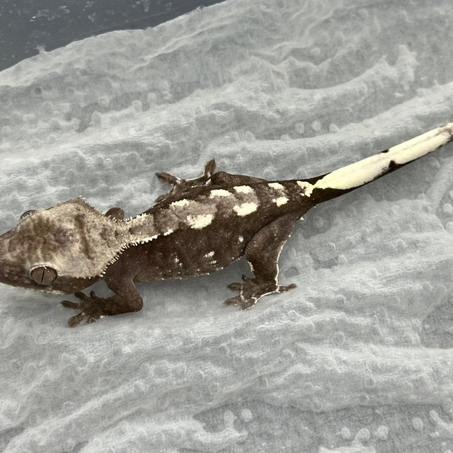 Axanthic