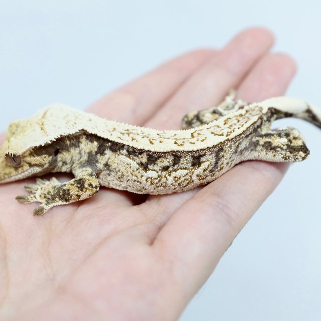 Normal Drippy Quad White Spot Tri