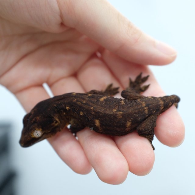 Darth maul Melanistic Leapin Leachies
