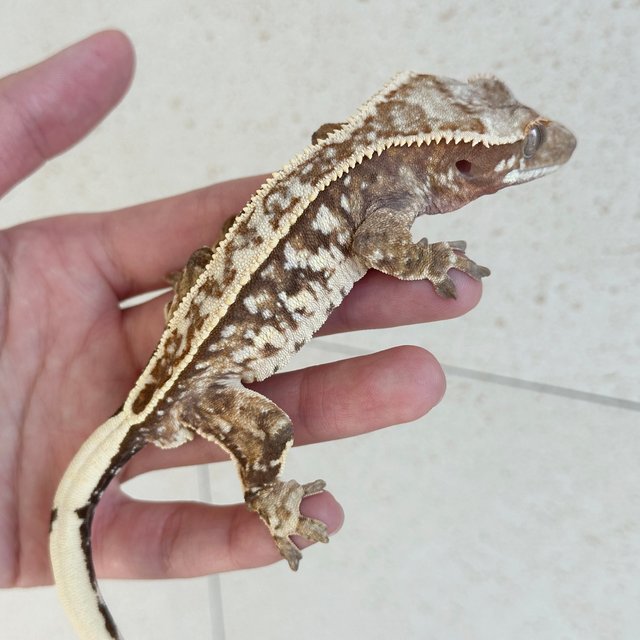 노멀 레드 화이트스팟 트라이