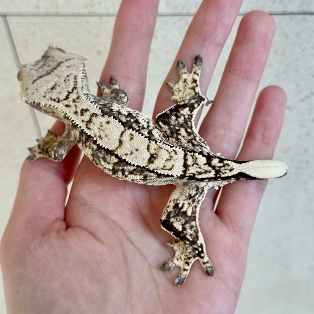 노멀 트라이 화이트스팟