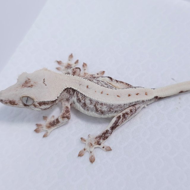 Lilly White