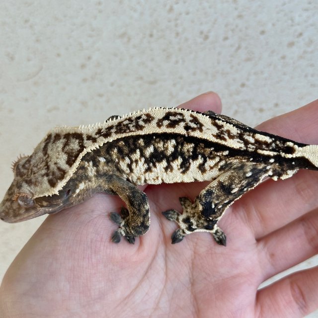 Tri Extreme Harlequin White Spot