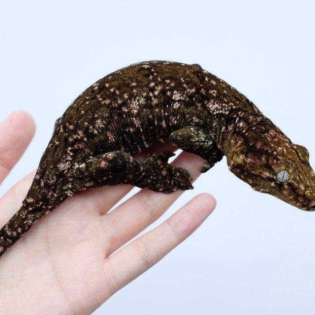 GT