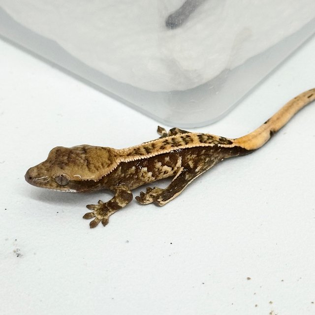 Full Pinstripe White Spot Extreme Harlequin Tri