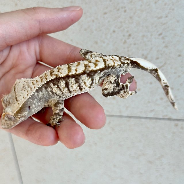Tri Extreme Harlequin White Spot