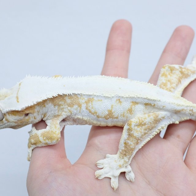 Cream Lilly White