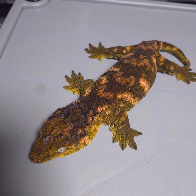 Leapin Leachies Darth maul