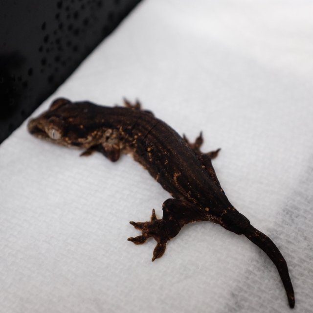 Leapin Leachies Troeger Melanistic