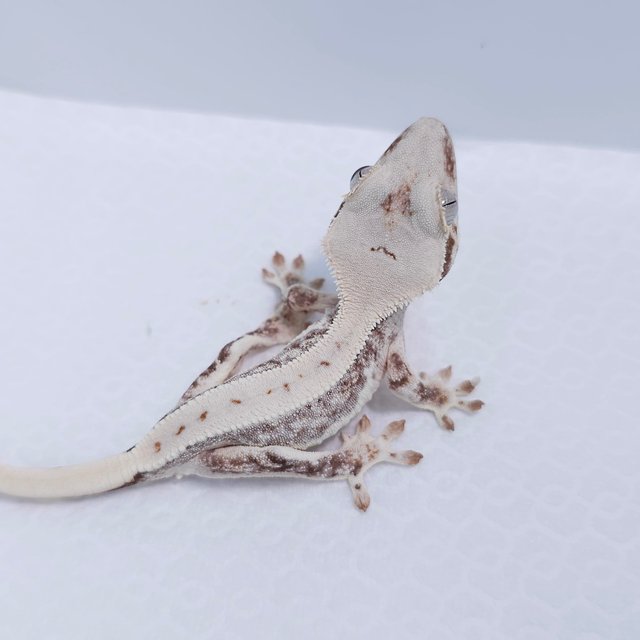 Lilly White