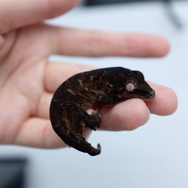 Darth maul Melanistic