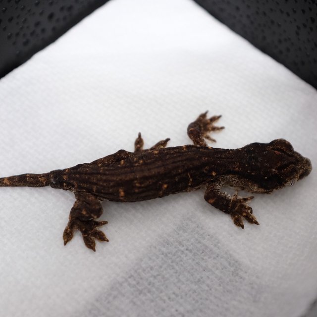 Troeger Melanistic Leapin Leachies