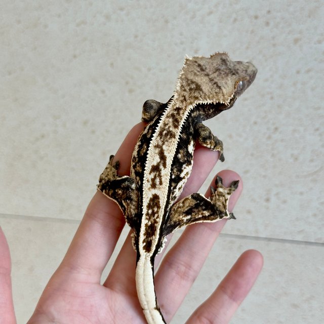 노멀 트라이 화이트스팟