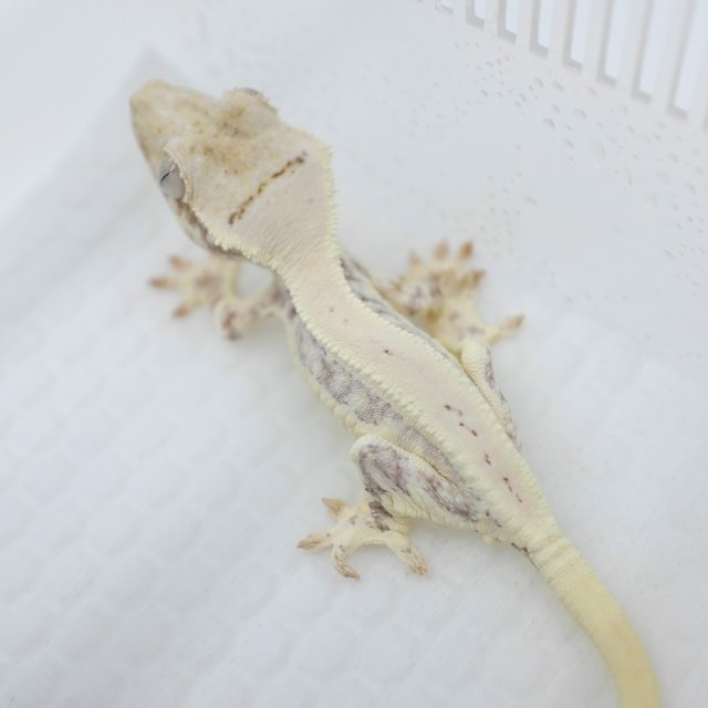 Lilly White