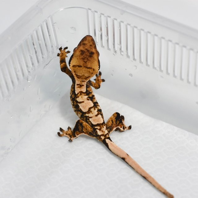 트라이 익스트림할리퀸 화이트스팟