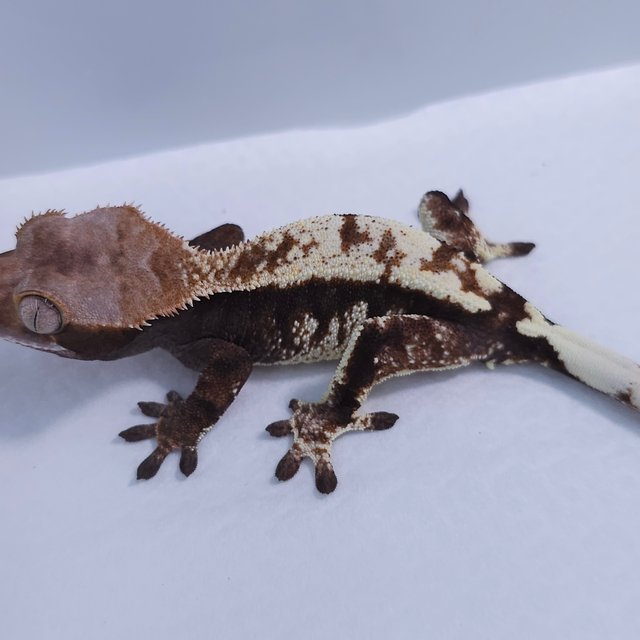 100% Het Axanthic Cappuccino
